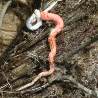 rode kalkkokerworm