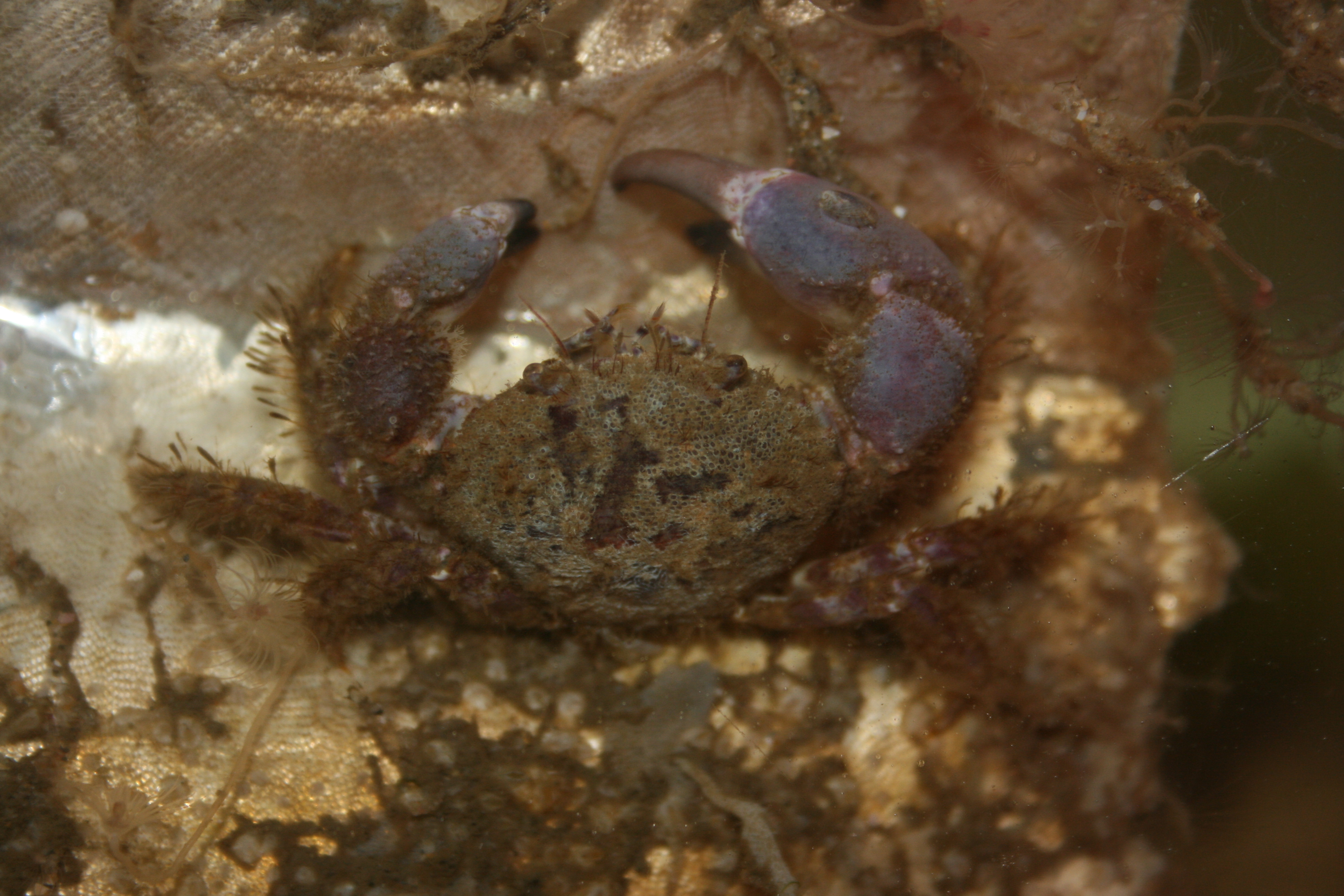 Ruig krabbetje 1