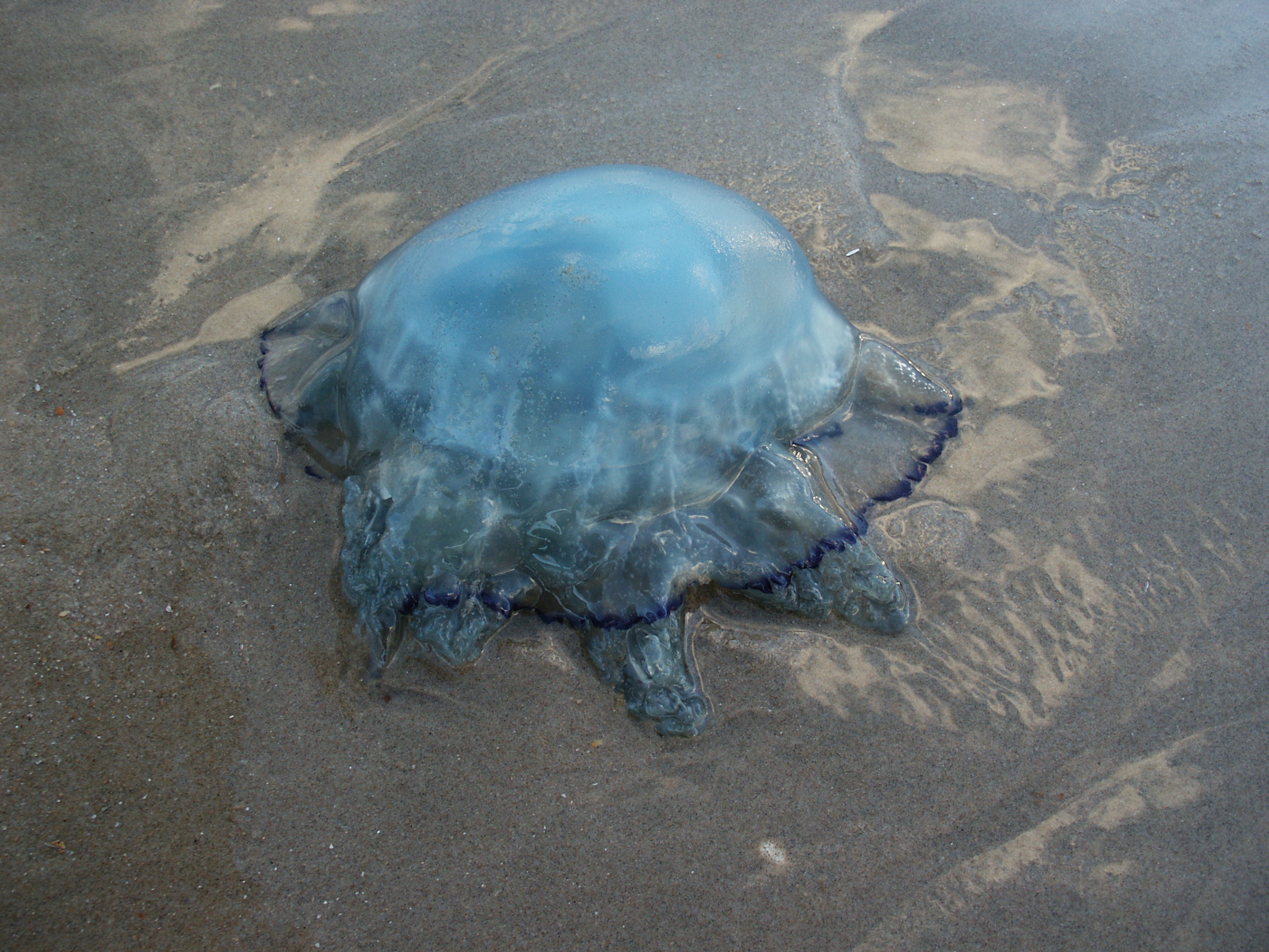 zeepaddenstoel-lg.jpg