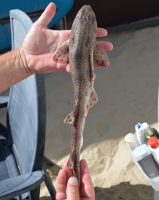 DSC 2887 1305885737 0