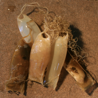 eikapsel hondshaai 1305885737 2