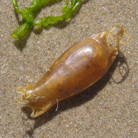 eikapsel hondshaai2 1305885737 3