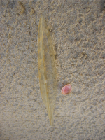 rugschild pijlinktvis2 1890298041 1