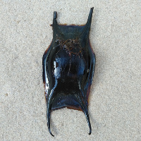 IMG 20200715 082701 856768579 2