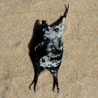 eikapsel raja montague 949611587 1