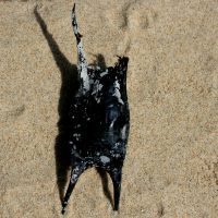 eikapsel raja montague2 949611587 2