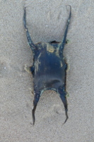 P1040843 1252325650 2