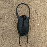 Leucoraja naevus 1019488897 0