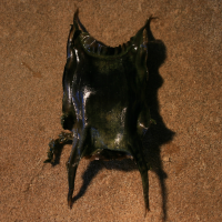 eikapsel stekelrog 1024086148 2