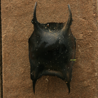 eikapsel stekelrog3 1024086148 1