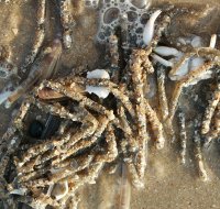 owenia fusiformis 625686495 0