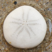 zeeboon2 1244062392 0