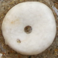 zeeboon3 1244062392 1