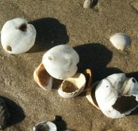 zeeklit 1937665614 0