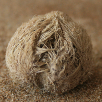 zeeklit6 1937665614 2