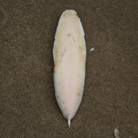 gedoornde zeekat 55871982 0