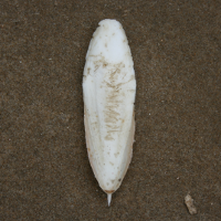 gedoornde zeekat2 55871982 1