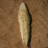 rugschild sierlijke zeekat 1755707014 0