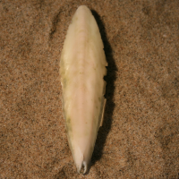 rugschild sierlijke zeekat1 1755707014 1