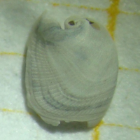 Philine angulata