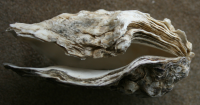 japanse oester6